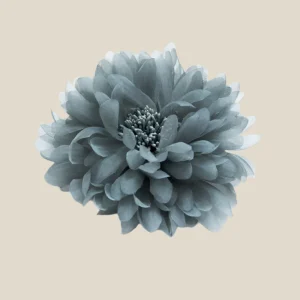 Flor petróleo